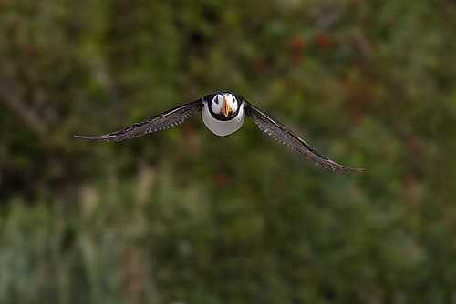 Horned puffin in flight. Bird Island, Alaska Art Print